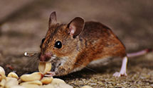 24 Hour & Emergency Exterminators in Eighty Eight, KY